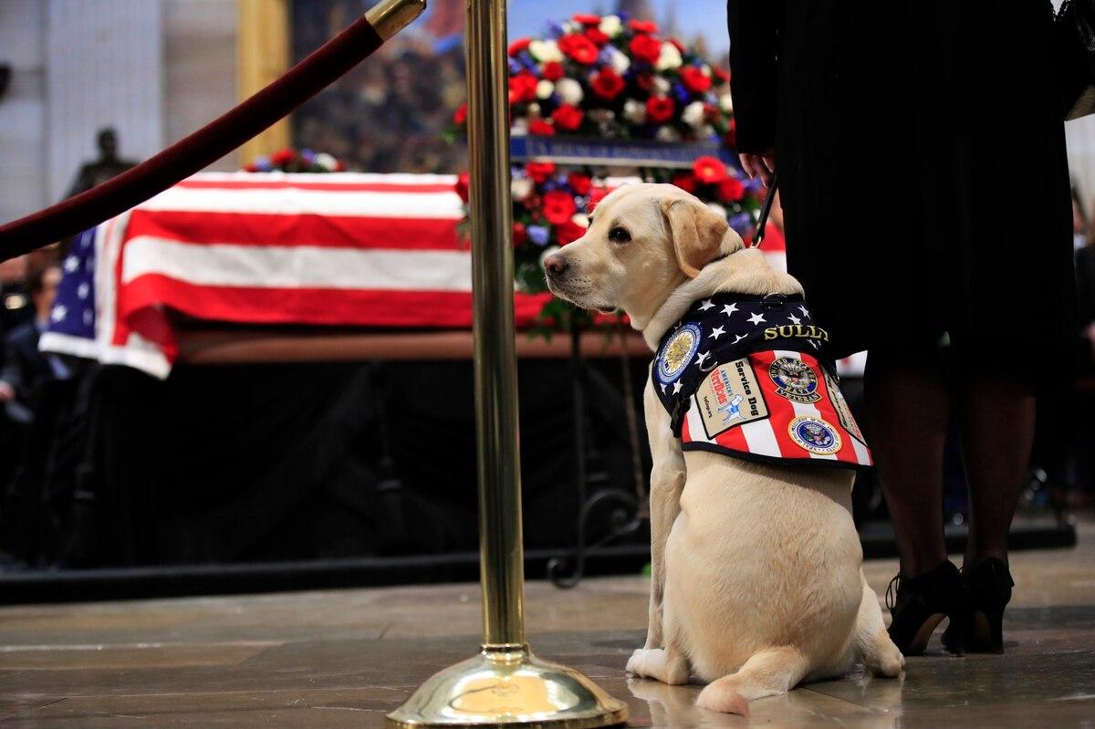  Statue to be made in honor of Sully, service dog for the late President George H.W. Bush