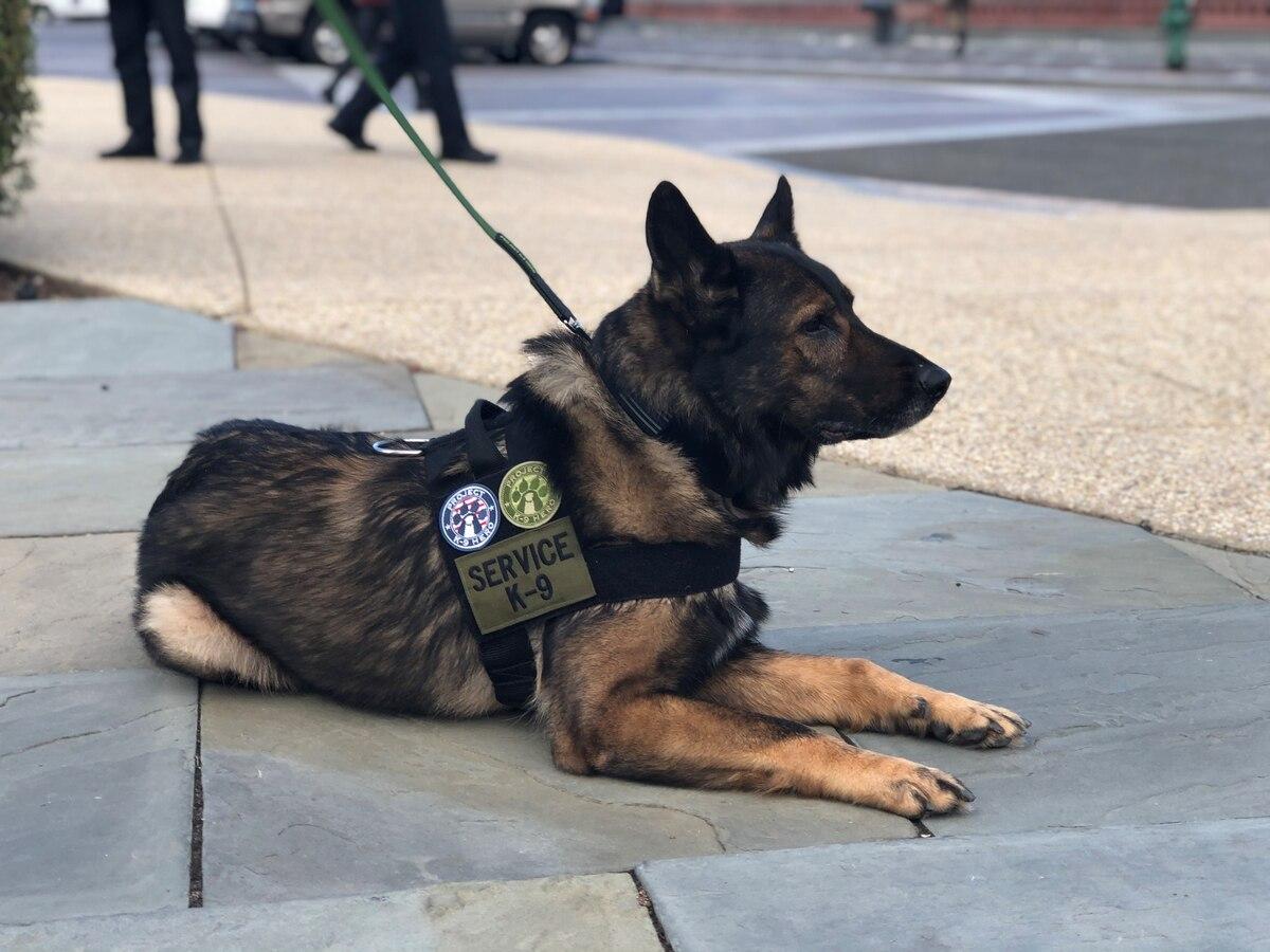  New legislation, federal funding for retired military working dogs