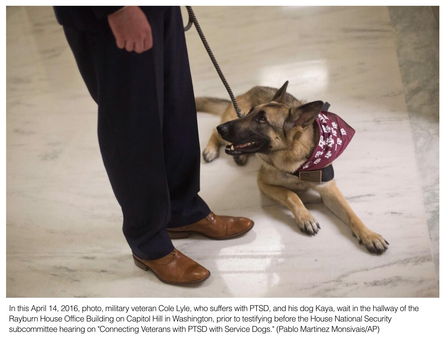  Is adopting a service dog right for you? What veterans diagnosed with PTSD need to know