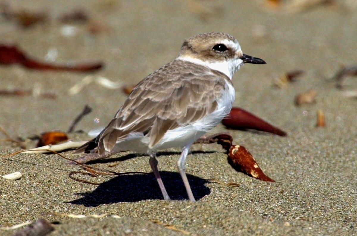  Western snowy plover restrictions take effect at Vandenberg Air Force Base