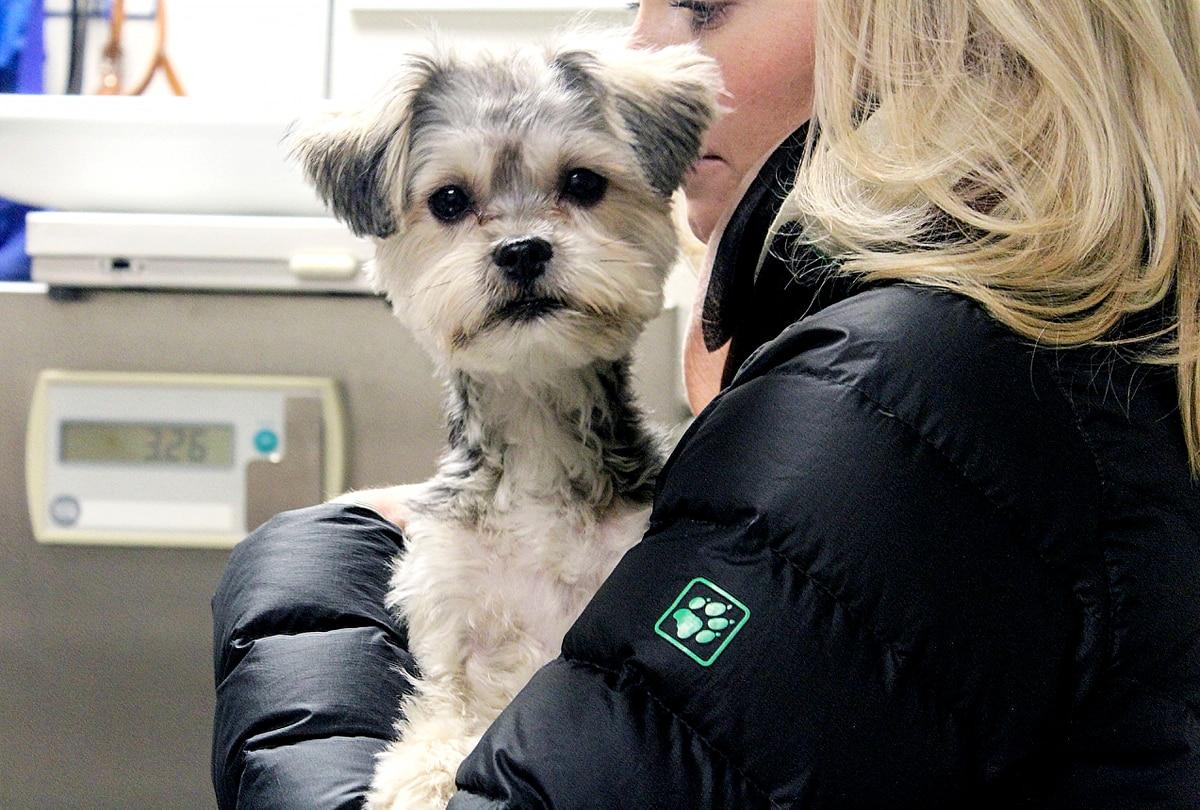 Oso, a Yorkshire terrier-Maltese mix, and his owner wait for their appointment at the U.S. Army Garrison Wiesbaden Veterinary Treatment Facility in 2018. Veterinarians can help prepare pets for PCS. (Ashley L. Keasler/Army Furry good news: More pets can now fly in cabin on overseas PCS flights