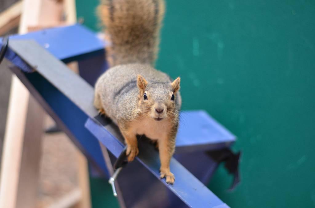Army-funded research on wild squirrels and how they jump at the University of California-Berkley aims to learn how to apply their acrobactic ways to future robot systems. (UC-Berkeley) Acrobatic squirrels may hold the key to better jumping robots in Army-funded research